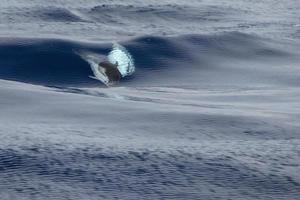 Gestreifter Delphin Stenella beim Springen foto