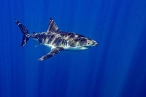 Weißer Hai bereit zum Angriff foto