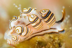 bunte Donut Nacktschnecke Nahaufnahme Makro Detail foto