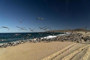 Pelikan Möwe viele Vögel in Baja California Beach Mexiko foto