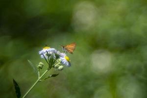 Schmetterling mit verlängertem Rüssel auf Blume foto