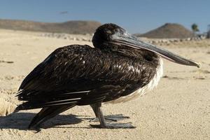 Pelikan Möwe viele Vögel in Baja California Beach Mexiko foto