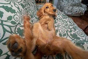 Welpe Hund Cocker Spaniel entspannt und schläft auf einem Sofa foto