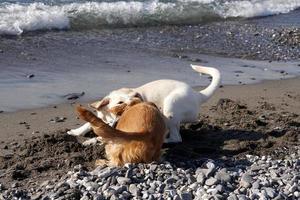 Junghunde Welpen spielen am Strand Spaniel Cocker und Retriver foto