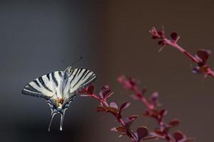 Schwalbenschwanzschmetterling Machaon Nahaufnahme Porträt foto