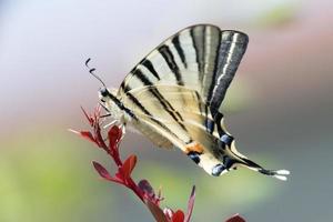 Schwalbenschwanzschmetterling Machaon Nahaufnahme Porträt foto