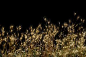 weizenspitzen isoliert auf schwarz foto