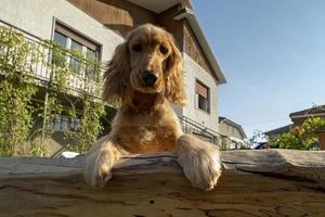 Hündchen-Cocker-Spaniel-Porträt, das Sie im Innenhof ansieht foto