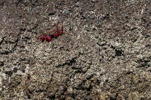 Rote Azorenkrabbe auf Lavaklippen foto