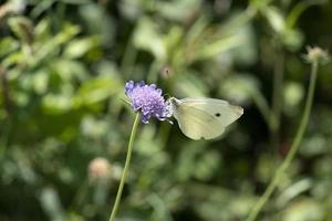 weißer Schmetterling auf Grün und Lila foto