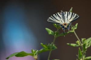 Schwalbenschwanzschmetterling Machaon Nahaufnahme Porträt foto