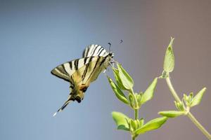 Schwalbenschwanzschmetterling Machaon Nahaufnahme Porträt foto