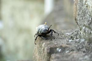 Hirschkäfer Nahaufnahme Makro foto