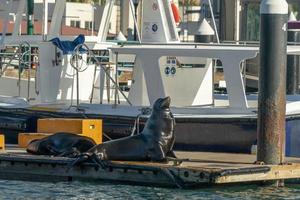 Seelöwen im Hafen von Cabo San Lucas foto