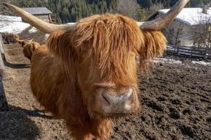 Highlander Schottland haarige Kuh gefrorene Nase foto