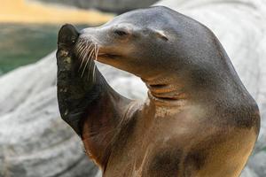 südamerikanisches Seelöwenweibchen lustige Pose Portrait Nase an Flosse foto