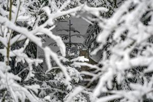 Luchs im Schneewaldporträt foto