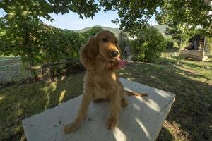 Hündchen-Cocker-Spaniel-Porträt, das Sie im Innenhof mit einer Blume im Mund ansieht foto