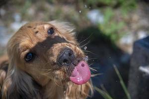 Durstiger Hundewelpe Cockerspaniel trinkt Wassertropfen foto