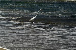 Silberreiher auf Baja California Sur Beach Cherritos foto