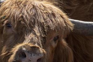 Highlander Schottland haarige Kuh gefrorene Nase foto