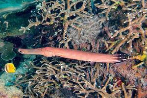 Trompetensäbelfischporträt in Indonesien Bali foto