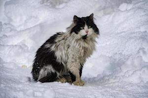 Katzenporträt im Schneehintergrund foto