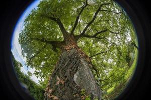 Fischaugenansicht des Walnussbaums von unten foto