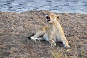 Brüllender weiblicher Löwe im Krüger Park Südafrika foto