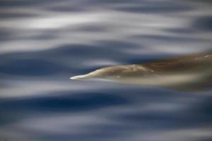 Cuvier-Schnabelwal unter Wasser in der Nähe der Meeresoberfläche foto