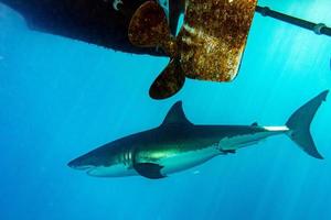 Weißer Hai bereit zum Angriff unter einem Boot foto