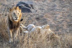 männliche und weibliche Löwen nach der Paarung im Krüger Park Südafrika foto