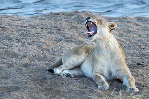 Brüllender weiblicher Löwe im Krüger Park Südafrika foto