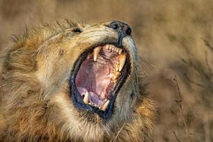 brüllender männlicher löwe im kruger park in südafrika foto