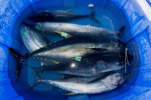 san diego, usa - 17. november 2015 - fischerboot entladen thunfisch bei sonnenaufgang foto