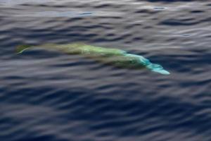 Cuvier-Schnabelwal unter Wasser in der Nähe der Meeresoberfläche foto