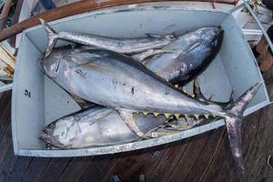 san diego, usa - 17. november 2015 - fischerboot entladen thunfisch bei sonnenaufgang foto