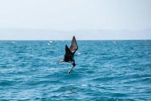 Fregattvogel beim Kampf um einen Fischfang foto
