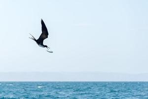 Fregattvogel beim Kampf um einen Fischfang foto