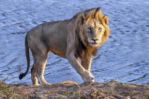 männlicher löwe im kruger park in südafrika in der nähe des pools foto