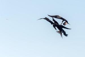 Fregattvogel beim Kampf um einen Fischfang foto