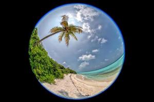 schneeballart malediven tropisches paradies strandlandschaft foto