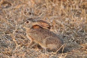 Frachtened Hase im Krüger Park foto