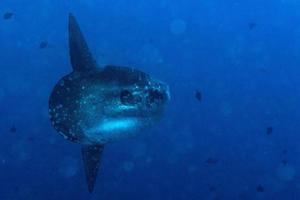 Mondfisch Mola Mola Fisch Unterwasserportrait hautnah foto