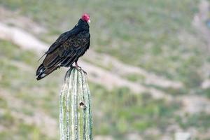 zopilote geier bussard vogel in baja california foto