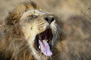 brüllender männlicher löwe im kruger park in südafrika foto