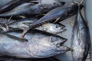 san diego, usa - 17. november 2015 - fischerboot entladen thunfisch bei sonnenaufgang foto