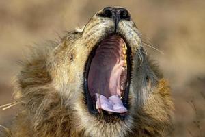 brüllender männlicher löwe im kruger park in südafrika foto