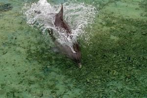 Delfin in Küstennähe in Französisch-Polynesien foto