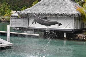 Gewöhnlicher Delfin springt vor Polynesien-Bungalow foto